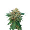 Shark Attack (Dinafem Seeds) Cannabis-Samen
