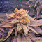 Fruit Punch (Heavyweight Seeds) Cannabis-Samen