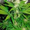 Northern Lights (00 Seeds) Cannabis-Samen
