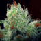Super Lemon Haze (GHS)