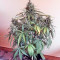 Sweet Nurse Auto CBD (Sweet Seeds) Cannabis-Samen