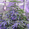 Sweet Trainwreck Auto (Sweet Seeds) Cannabis-Samen