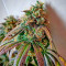 707 Headband (Humboldt Seeds Organization) Cannabis-Samen