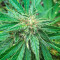 AK-48 Regular (Nirvana Seeds) Cannabis-Samen