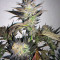 Blue Velvet (Dutch Passion) Cannabis-Samen