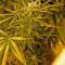Brazil Amazonia (World of Seeds) Cannabis-Samen
