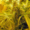 Brazil Amazonia (World of Seeds) Cannabis-Samen