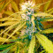 Chronic Haze (World of Seeds) Cannabis-Samen