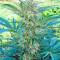 Critical Mass CBD (Dinafem Seeds) Cannabis-Samen