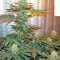 Medusa (Nirvana Seeds) Cannabis-Samen
