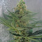 OG Kush regular (Humboldt Seeds Organization) Cannabis-Samen