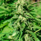 Papa's Candy (Eva Seeds) Cannabis-Samen