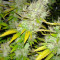 Royal Creamatic Auto (RQS) Cannabis-Samen