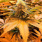 Strawberry Blue (World of Seeds) Cannabis-Samen