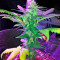 Amnesia (World of Seeds) Cannabis-Samen