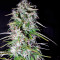 Fast Bud Auto (Sweet Seeds) Cannabis-Samen