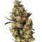 Blue Velvet (Dutch Passion) Cannabis-Samen