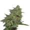 Original Cheese IBL (Paradise Seeds) Cannabis-Samen