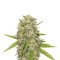 Skunk XL (RQS) Cannabis-Samen