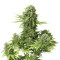 StarRyder Auto (Dutch Passion) Cannabis-Samen
