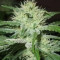 Auto Speed Bud (Female Seeds) Cannabis-Samen