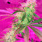 OG Kush (Dinafem Seeds) Cannabis-Samen