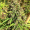 Purple Maroc (Female Seeds) Cannabis-Samen