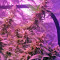 Blue Mystic regular (Nirvana Seeds) Cannabis-Samen