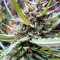 C99 (Female Seeds) Cannabis-Samen