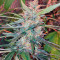 Orange Bud (Dutch Passion) Cannabis-Samen