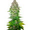 Jack 47 F1 Fast Version (Sweet Seeds) Cannabis-Samen