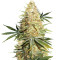 Lemon Z (Dutch Passion) Cannabis-Samen