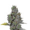 Viagrra (VIP seeds) Cannabis-Samen