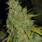 1024 (Medical Seeds) Cannabis-Samen