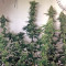 707 Headband (Humboldt Seeds Organization) Cannabis-Samen
