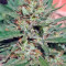 Black D.O.G. (Humboldt Seeds Organization) Cannabis-Samen