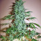 Chronic (Serious Seeds) Cannabis-Samen