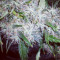 ICE (Female Seeds) Cannabis-Samen