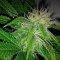 O.G. Kush (RQS) Cannabis-Samen