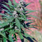 Pandora Auto (Paradise Seeds) Cannabis-Samen