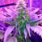Amnesia (World of Seeds) Cannabis-Samen