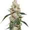 Afghan Kush X White Widow (World of Seeds) Cannabis-Samen