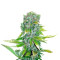 Auto Love Peace (VIP seeds) Cannabis-Samen
