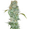 White Russian (Serious Seeds) Cannabis-Samen