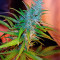 Auto Xtreme (Dutch Passion) Cannabis-Samen