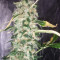 Choco Bud (Vision Seeds) Cannabis-Samen