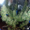 Holy Grail 69 (Samsara Seeds) Cannabis-Samen