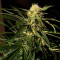 Jamaican Dream (Eva Seeds) Cannabis-Samen