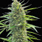 Kilimanjaro (World of Seeds) Cannabis-Samen