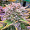 Mataro Blue (Kannabia Seeds) Cannabis-Samen